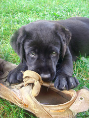 Black labrador retriever puppy caught biting his shoe - 563694346