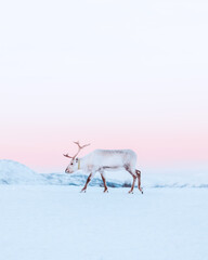Lone reindeer with large antlers wandering in the snow during winter's polar night in Tromsø,...