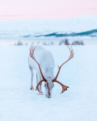 Lone reindeer with large antlers looking for food in the snow during winter's polar night in Tromsø, Norway.