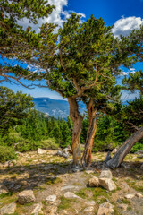 Mount Goliath Natural Area 4