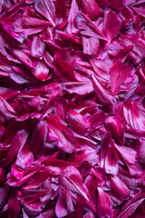 abstract background of purple peony petals, magenta color of the year