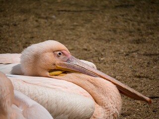 close-up view of a pelican in the zoo