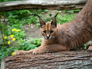 Lynx in zoo scratching his nails on trunk.