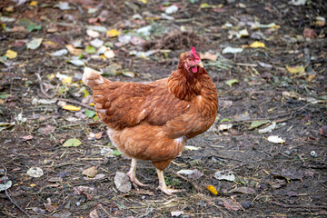 a beautiful brown hen walks around the farm in the village.