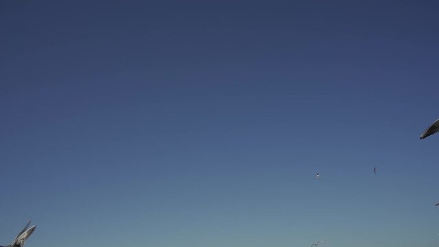Seagulls are flying in the blue sky, Slow Motion.