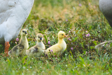 gosling goose or duck family in spring, small baby bird animal in wild nature, group of young cute yellow fluffy feather water bird using beak on green grass, mother using wing for a chick