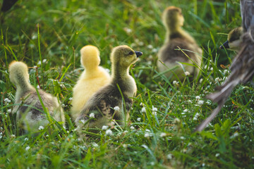 gosling goose or duck family in spring, small baby bird animal in wild nature, group of young cute yellow fluffy feather water bird using beak on green grass, mother using wing for a chick