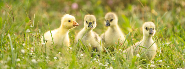 gosling goose or duck family in spring, small baby bird animal in wild nature, group of young cute yellow fluffy feather water bird using beak on green grass, mother using wing for a chick