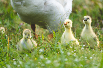 gosling goose or duck family in spring, small baby bird animal in wild nature, group of young cute yellow fluffy feather water bird using beak on green grass, mother using wing for a chick