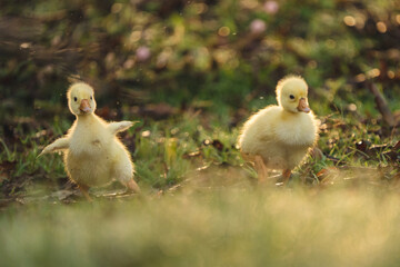 gosling goose or duck family in spring, small baby bird animal in wild nature, group of young cute...