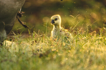 gosling goose or duck family in spring, small baby bird animal in wild nature, group of young cute yellow fluffy feather water bird using beak on green grass, mother using wing for a chick