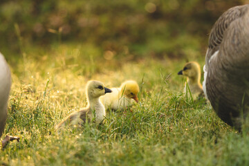 gosling goose or duck family in spring, small baby bird animal in wild nature, group of young cute yellow fluffy feather water bird using beak on green grass, mother using wing for a chick