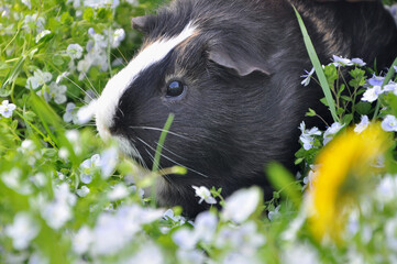  Cute domestic tricolor guinea pig relaxes in a green grass with light blue Veronica Filiformis flowers .Close up photo outdoors. Free copy space