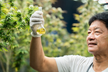 scientist checking hemp plants in a weed greenhouse. Concept of herbal alternative medicine, cbd oil, pharmaceptical industry