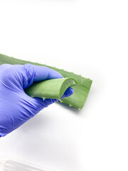 Aloe vera and hand  isolated on white background. Set of aloe vera, and hand  for laboratory.
