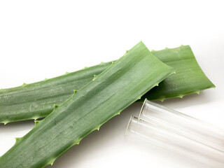 Aloe vera, hand and test tube isolated on white background. Set of aloe vera, hand and test tube for laboratory.