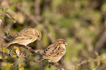 The Italian sparrow (Passer italiae)