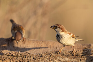 The Italian sparrow (Passer italiae)