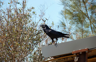 Australian Raven (Corvus coronoides)