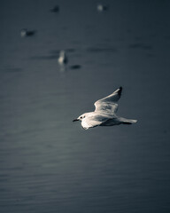 Ducks in the Lake