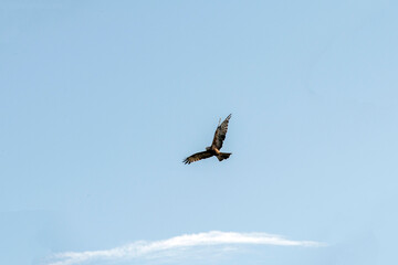 Obraz premium Black Kite (Milvus migrans)