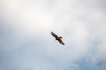 Black Kite (Milvus migrans)