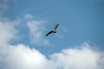 Black Kite (Milvus migrans)