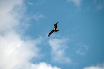 Black Kite (Milvus migrans)