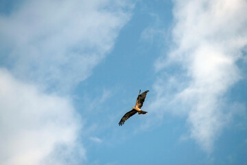 Black Kite (Milvus migrans)