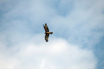 Black Kite (Milvus migrans)