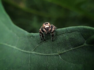 Jumping spider on the leaf