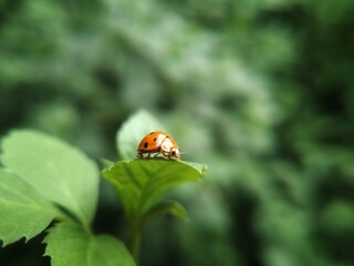 A ladybug on the leaf