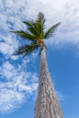 Palmera en la Playa Juanillo, Punta Cana - Rep&uacute;blica Dominicana