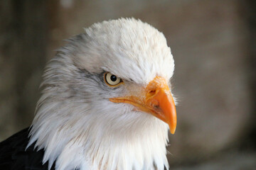 A close up of a Bald Eagle