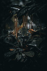 Plant in the mountain 