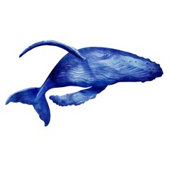 Watercolour hampback whale isolated on white background