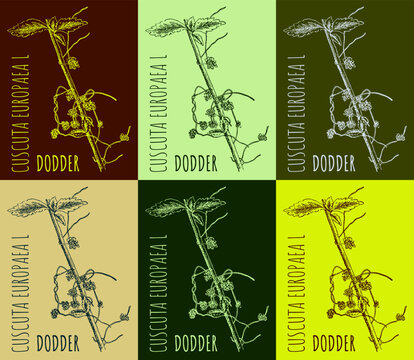 Set of vector drawings DODDER in different colors. Hand drawn illustration. Latin name CUSCUTA EUROPAEA L.
