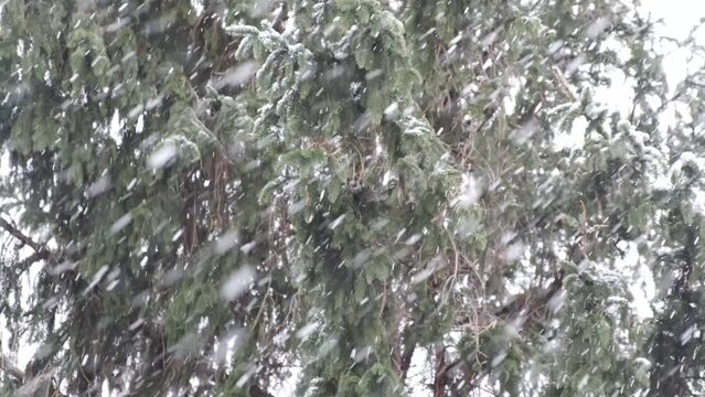 4k v&iacute;deo. Tormenta de nieve en el bosque