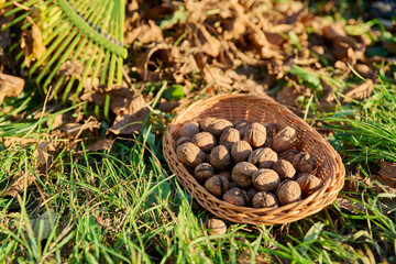 Fototapeta na wymiar Close-up of ripe walnuts in basket under walnut tree, rake with bunch of leaves