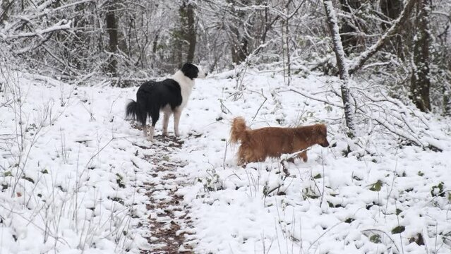 4k vídeo. Slow motion de perros corriendo y jugando felices sobre la  nieve