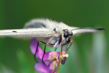The clouded Apollo Parnassius mnemosyne is a butterfly species of the family of swallowtail butterflies (Papilionidae). Lateral view of white swallowtail butterfly on a purple flower.