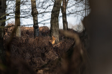 Muntjac Deer in the woods.