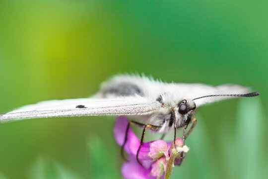 The clouded Apollo Parnassius mnemosyne is a butterfly species of the family of swallowtail butterflies (Papilionidae). Lateral view of white swallowtail butterfly on a purple flower.