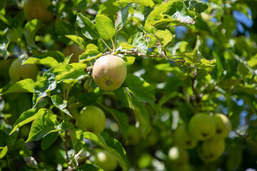 green branches of an apple tree with unripe fruits against a blue sky