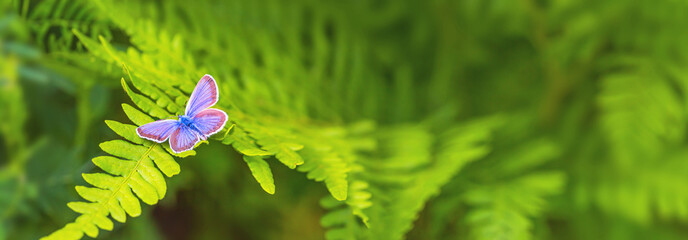 Male of common blue butterfly on green foliage of fern in summer forest. Horizontal banner with copy space for text