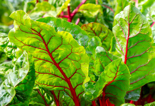  Beet leaf.
