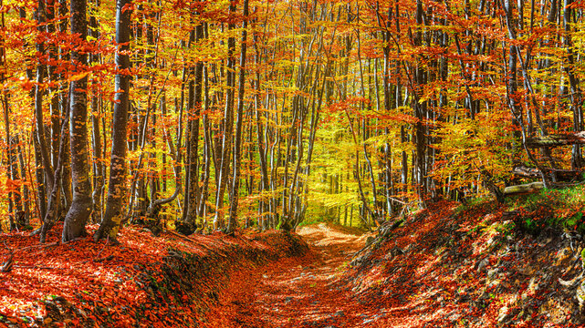 Autumn landscape - view of a forest road in the autumnal mountain beech forest, Carpathians, Ukraine