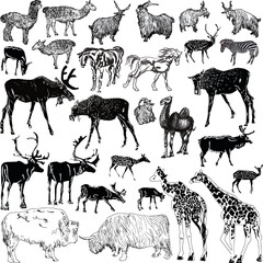 Obraz premium twenty eight hoofed mammals collection isolated on white