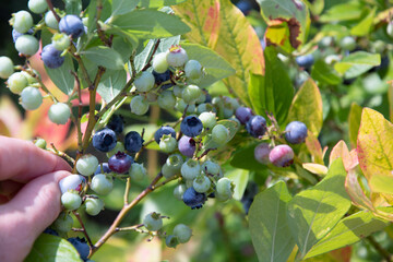 colorful unripe green, blue, purple blueberries on a branch, summer harvest