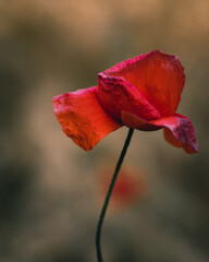 red poppy flower